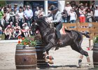 Pferd International 092